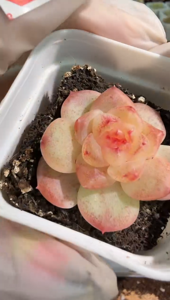 千金109 五方一盆 单双混 量拍混发