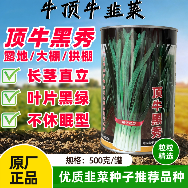顶牛黑秀优质高产抗寒韭菜种子生长快效益高品质好优良韭菜新品种