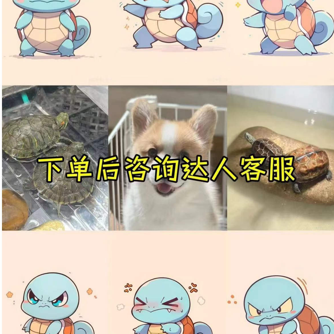 活体宠物专属链接2