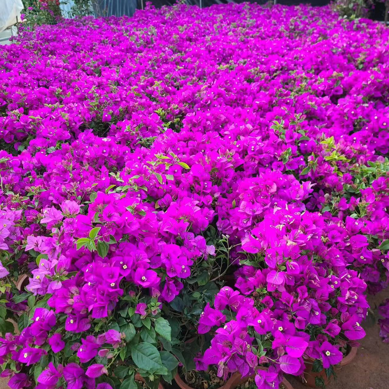  A三角梅花苗（修剪发货 运输掉花掉叶介意慎拍）  