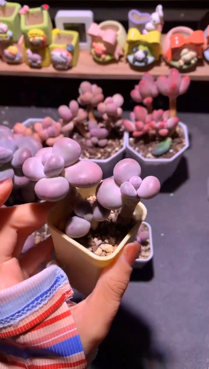 三头韩国库普奶酪多肉