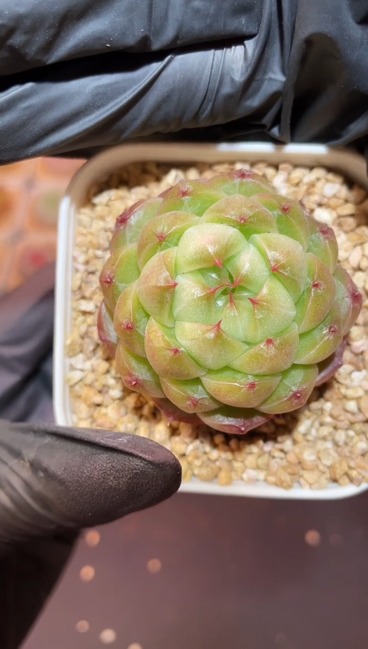 闪购1078 碧灵珠多肉一颗  4厘米