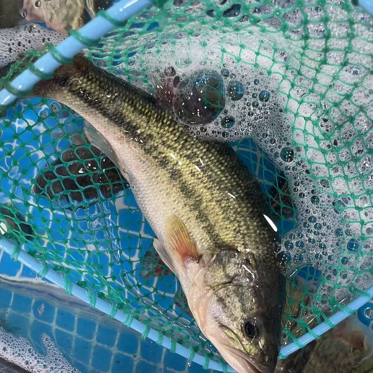 沈阳二平海鲜，鲈鱼，桂鱼，多宝鱼，斑鱼，活发不保活，收拾请备注