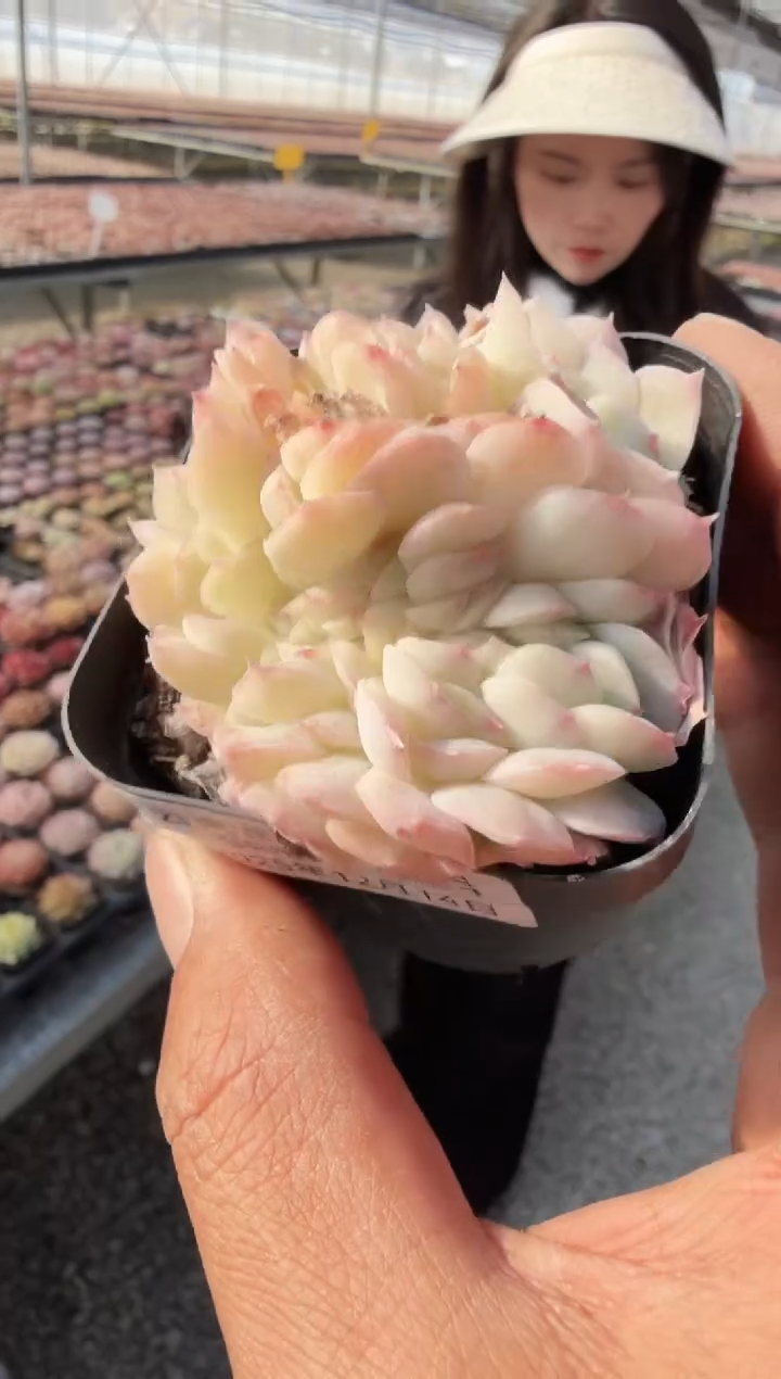 东云多肉园新款-161