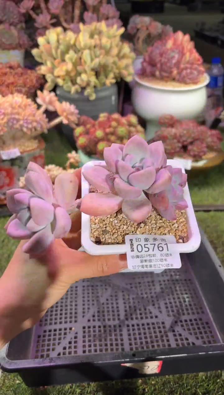 【闪购商品】05761