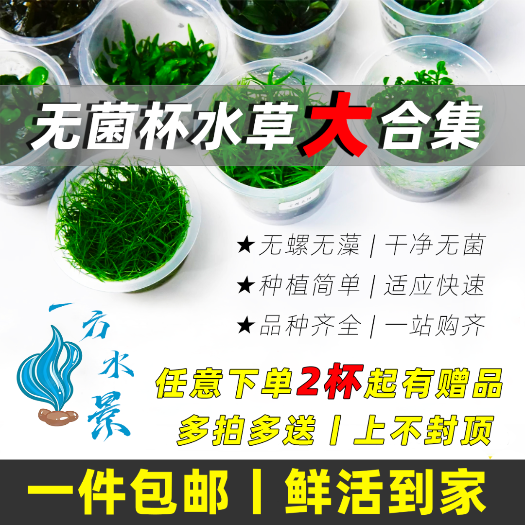 无菌杯水草鱼缸造景水草合集矮珍珠草净化增氧小米新手阴性水草
