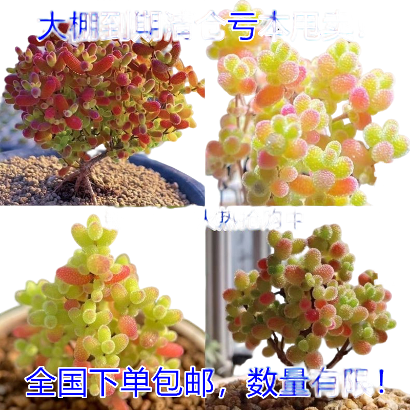 多肉植物番杏枝干米粒冰晶玉米钻石密叶糖球好养高端盆栽绿植