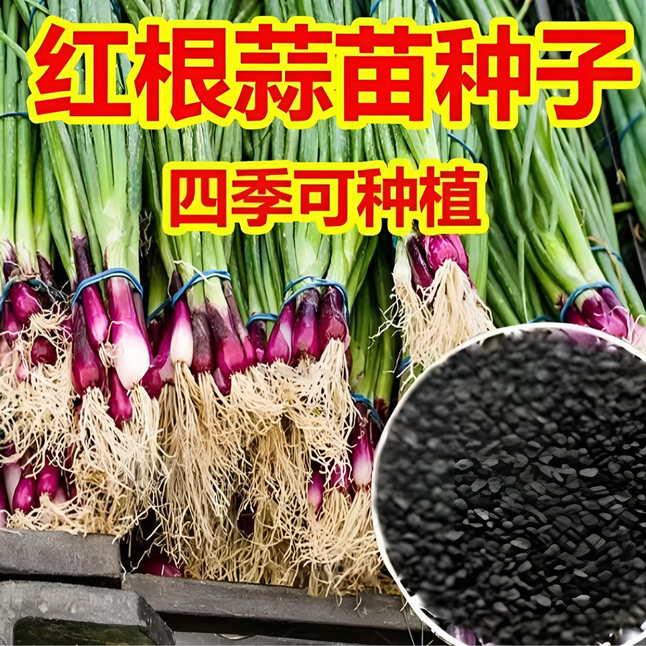 红根蒜苗种子红根香蒜硬叶蒜苗一年四季三茬连续均可种植蒜苗种籽