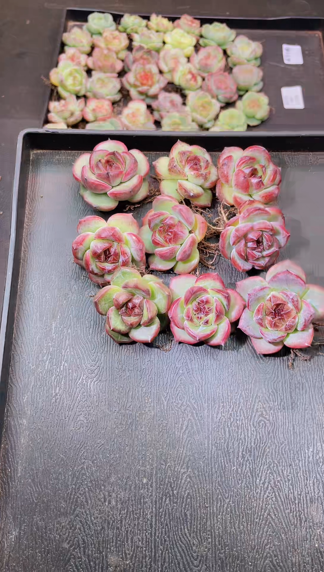 8289黑化贝尔随机发一颗量拍