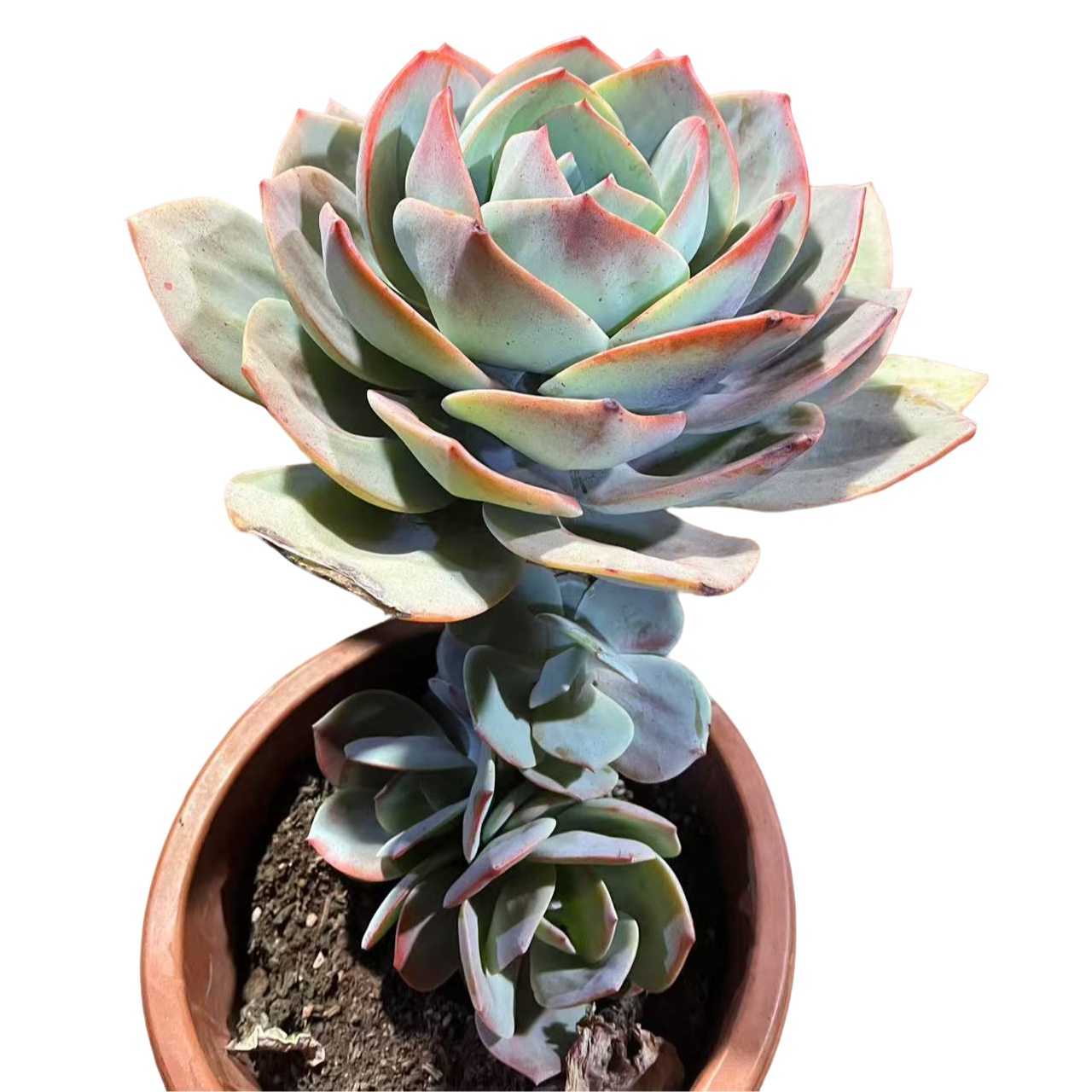 精品多肉 单头血凤 （好看好养）