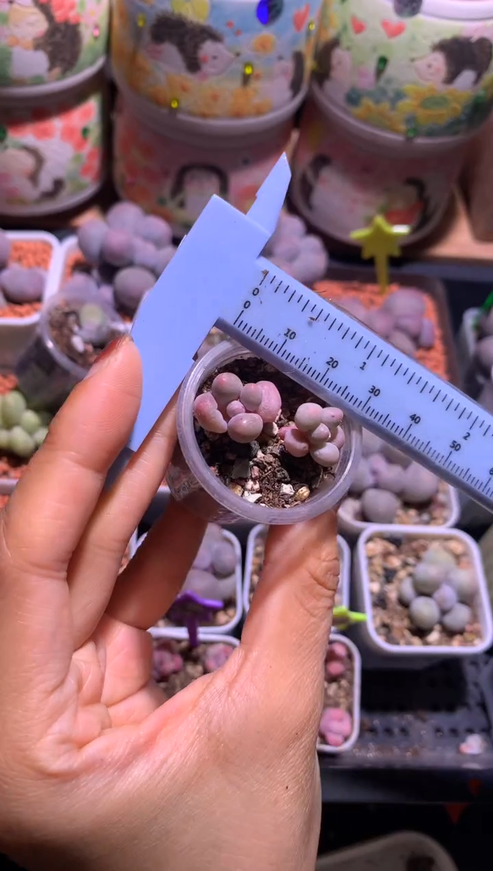 两颗单头樱花奶酪，满28包邮，不满发一个叶片到付