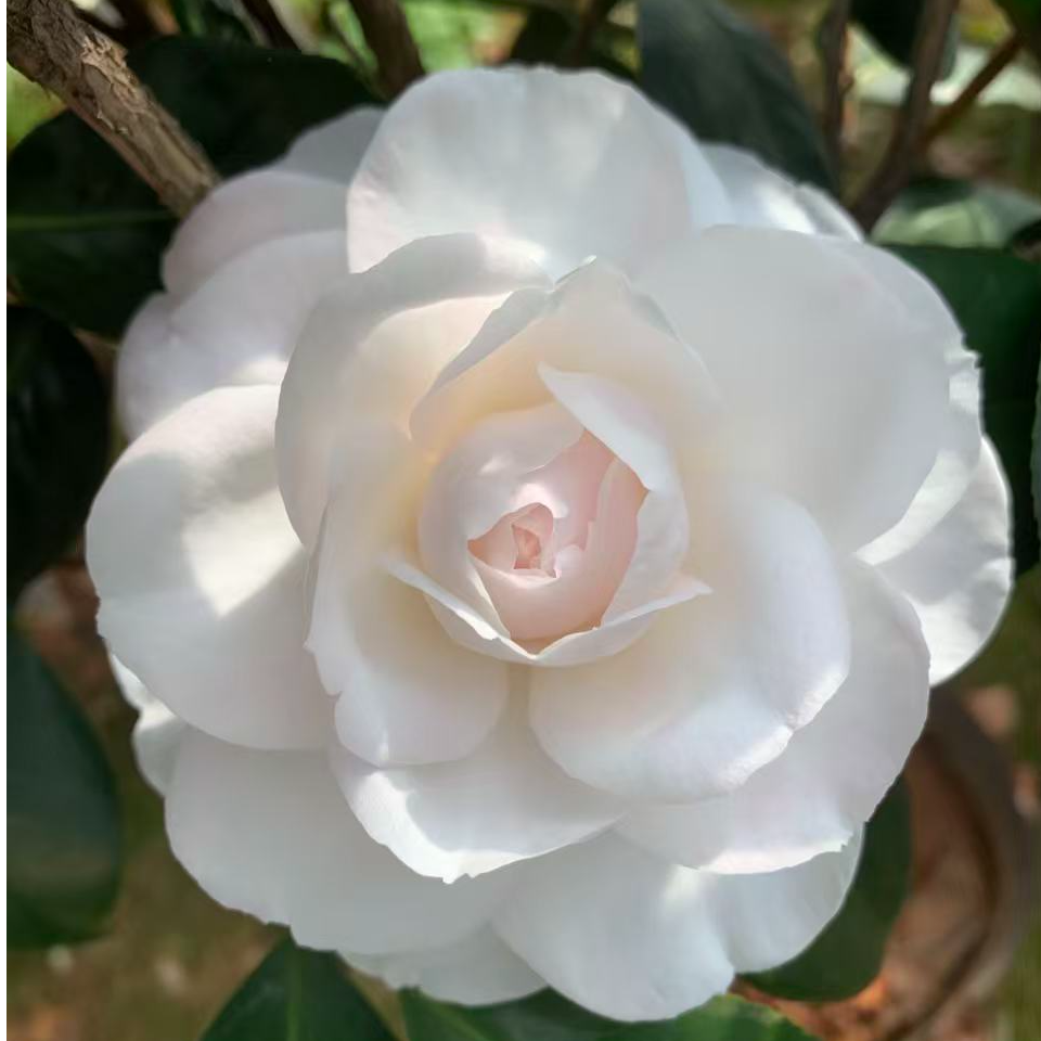 茶花庆典茶花爱斯裘比利品种茶花苗小苗庭院盆栽花卉茶花基地直发