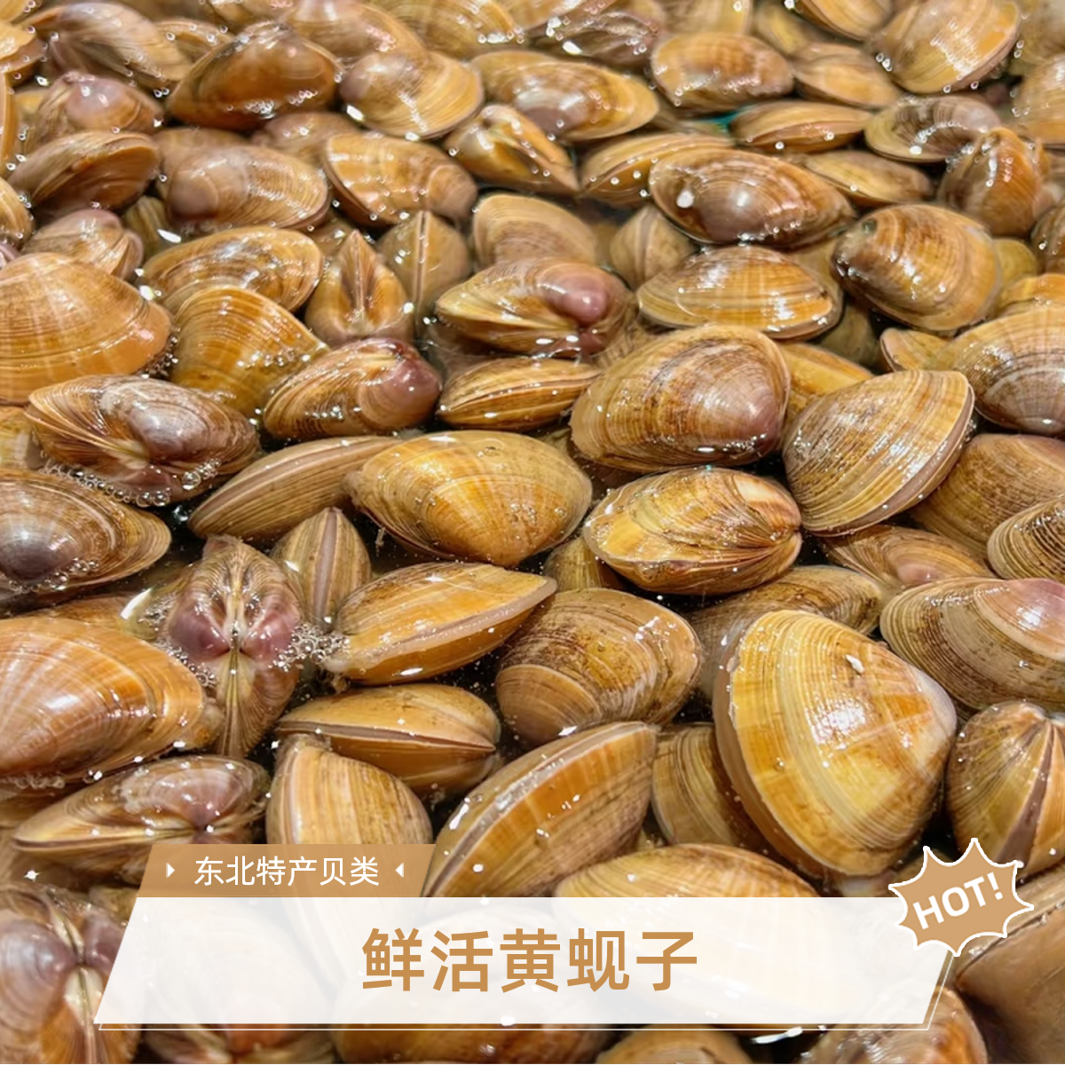 黄蚬子丹东黄蚬子全活【保95%-99%无沙 】30.9元一袋（2.7斤左右）