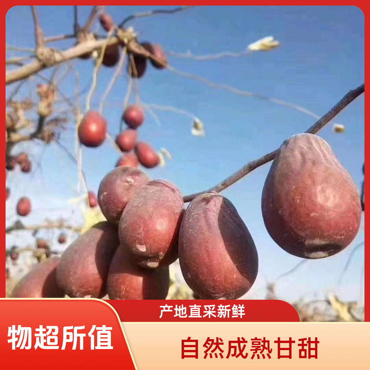 25年新疆和田大枣（一级大果）产地直发原生态农户直销