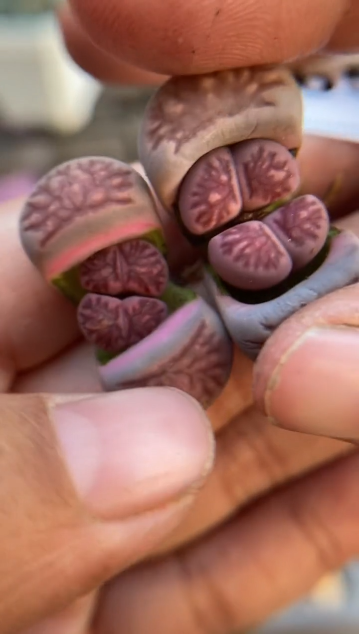 【闪购商品】5658直播一物一拍