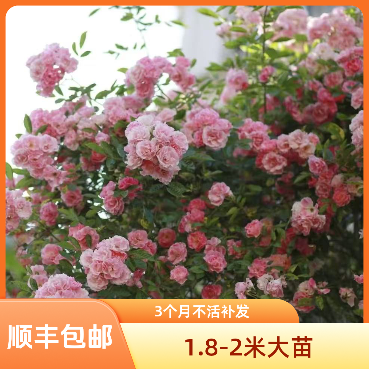 【1.8-2米大苗】四季粉木香大苗 爬藤植物木香蔷薇庭院爬藤花卉