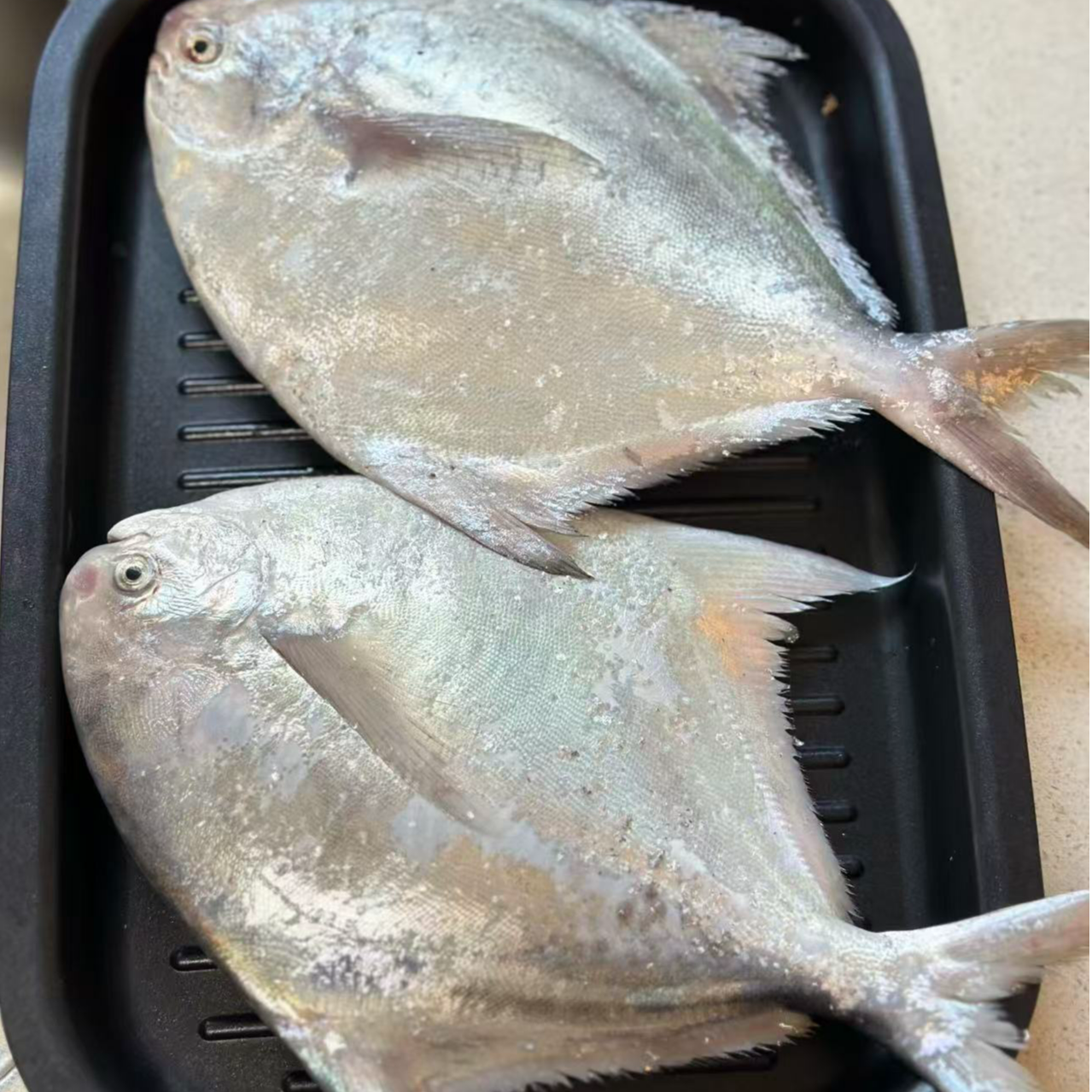 3斤装大鲳鱼桐照码头东海银鲳鱼新鲜海捕银鲳鱼肉质鲜嫩刺少肉
