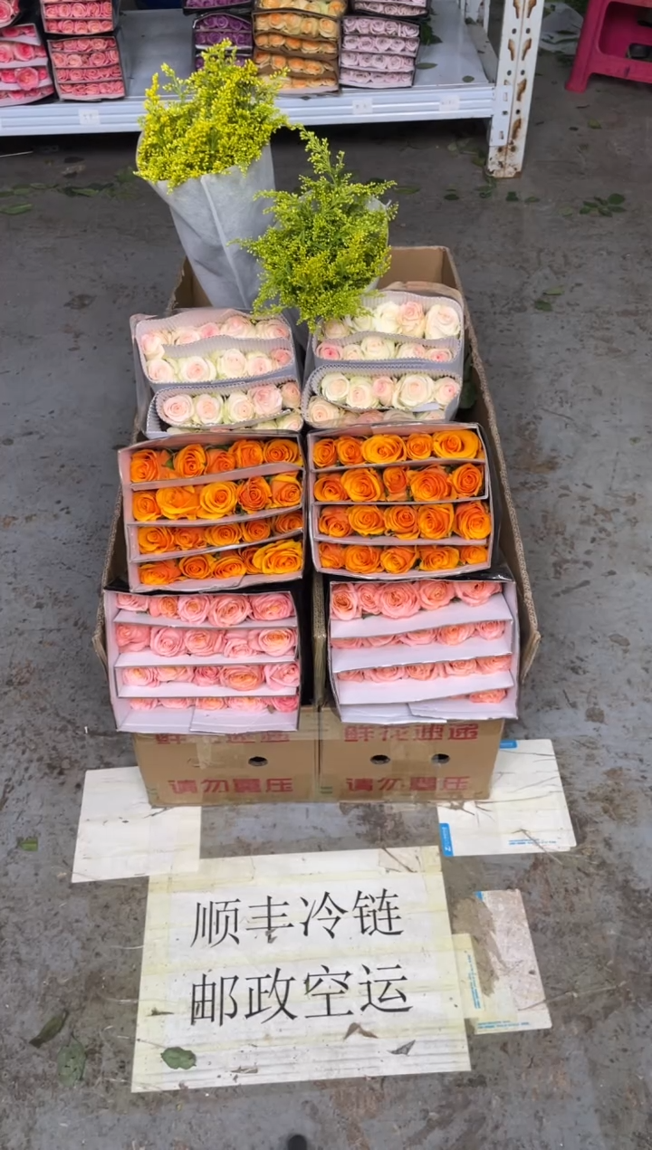 微光20枝+辉煌20枝+小白兔20枝+黄莺