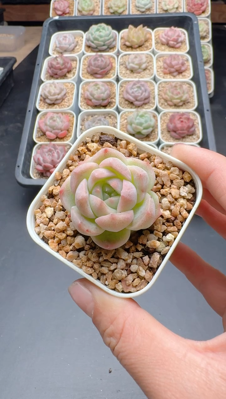 【闪购商品】708A多肉带盆土6.5杯当天拍3颗包柚