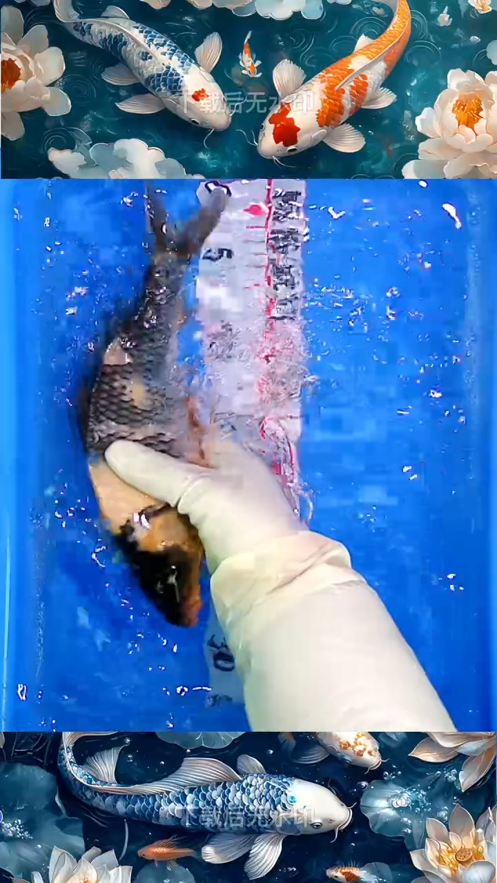 海水鱼锦鲤观赏鱼冷水淡水7