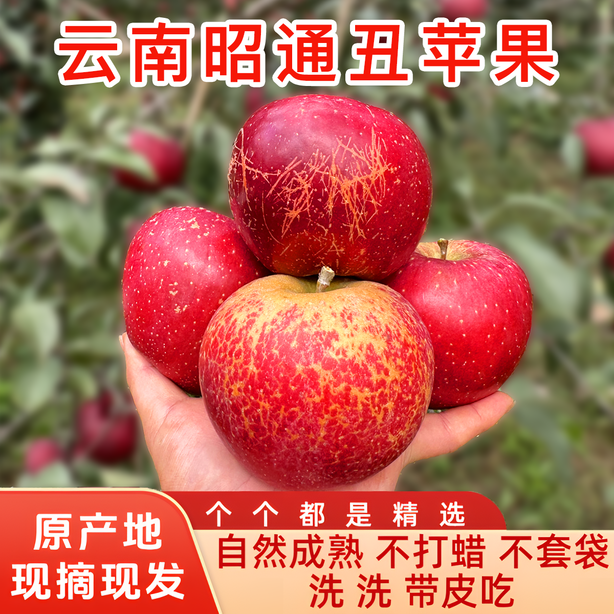 【当季】正宗云南昭通现摘现发富士丑苹果当季新鲜脆甜多汁水果