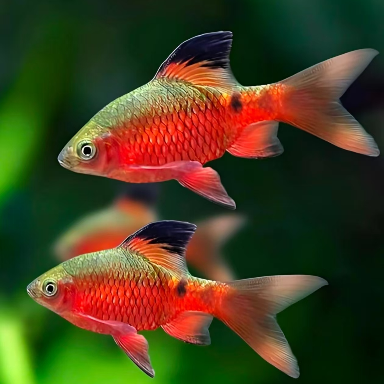 新品推荐大帆玫瑰鲫群游好养活 冷水原生鱼 不用加温可饲养