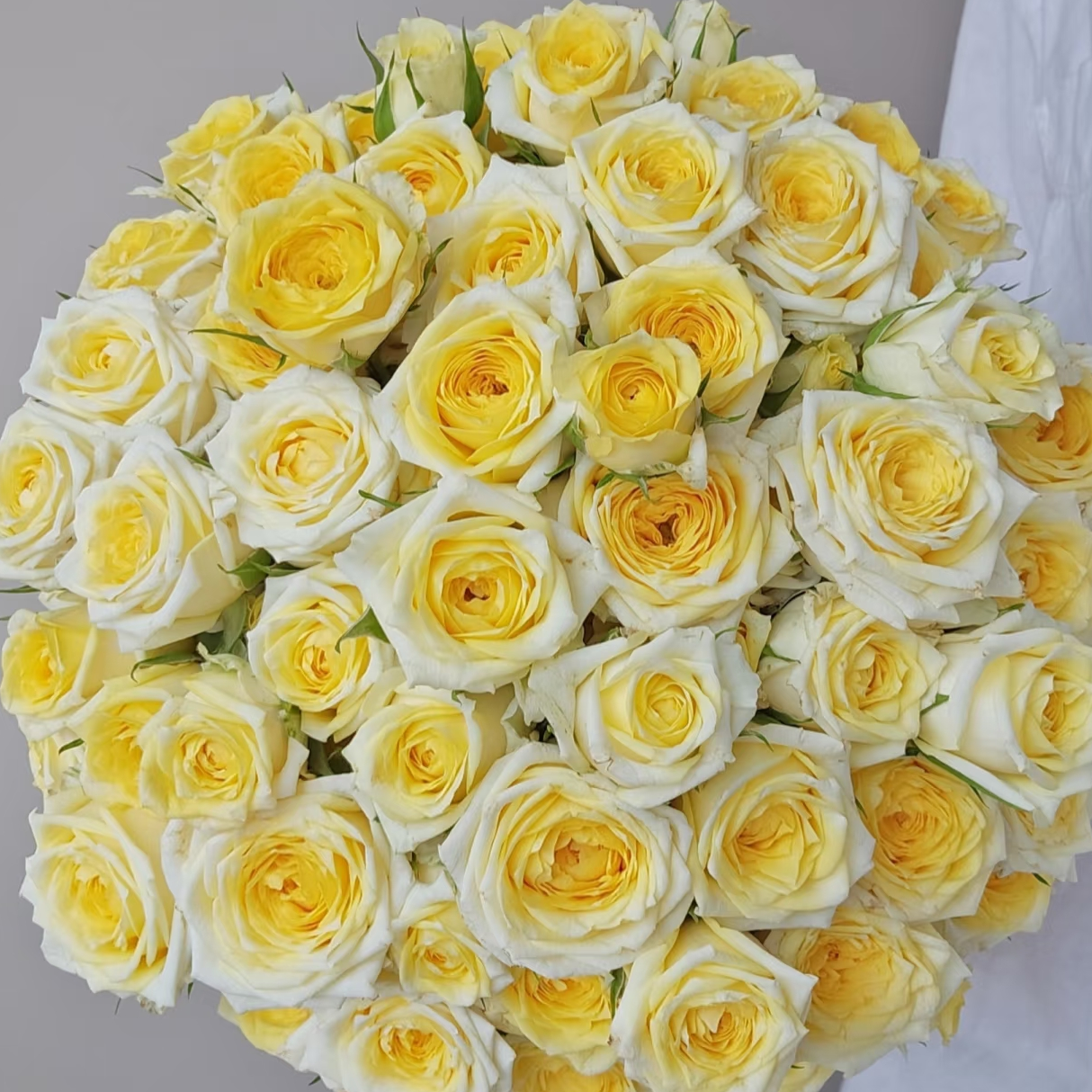 （牛家甄选）AA级娃娃公主多头玫瑰 云南基地现采现发 一单也包邮