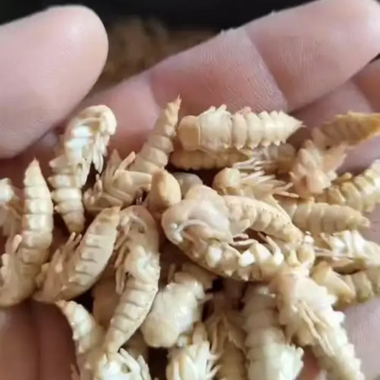 黄金蛹冷冻锁鲜大个