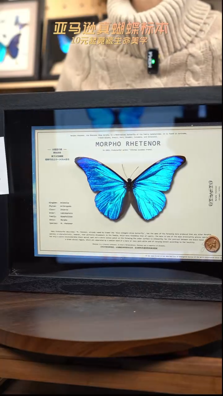 蝴蝶标本摆件竞拍l75