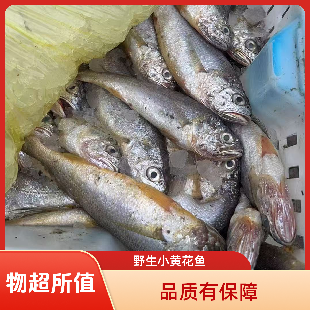 (福袋专用)大连本地野生黄花鱼1斤装/残花