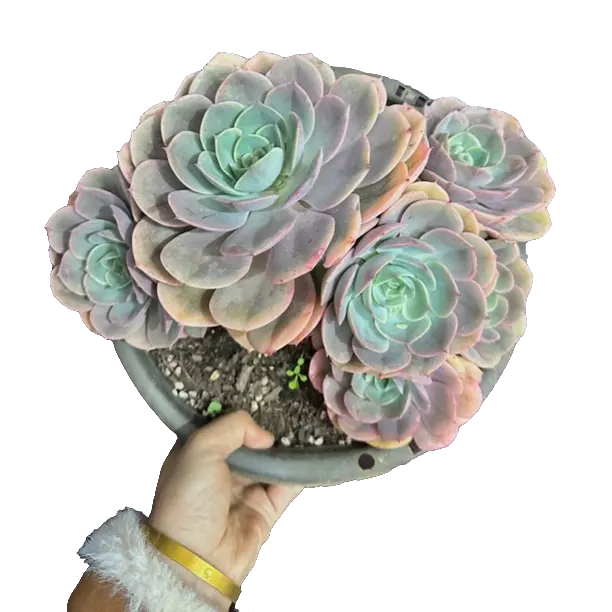 蓝色苍穹多肉植物盆栽好养易活网红植物多肉