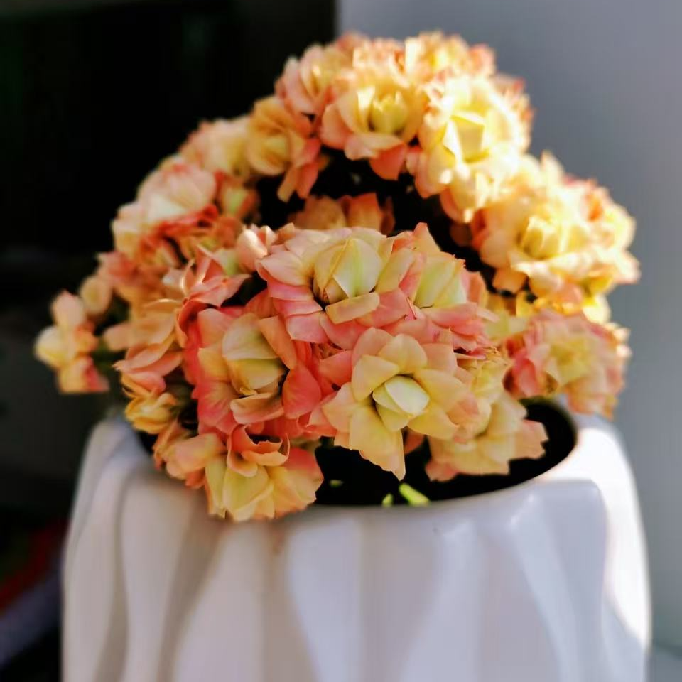 《朝霞》重瓣长寿花小苗 原盆原土花苞发货 年宵花