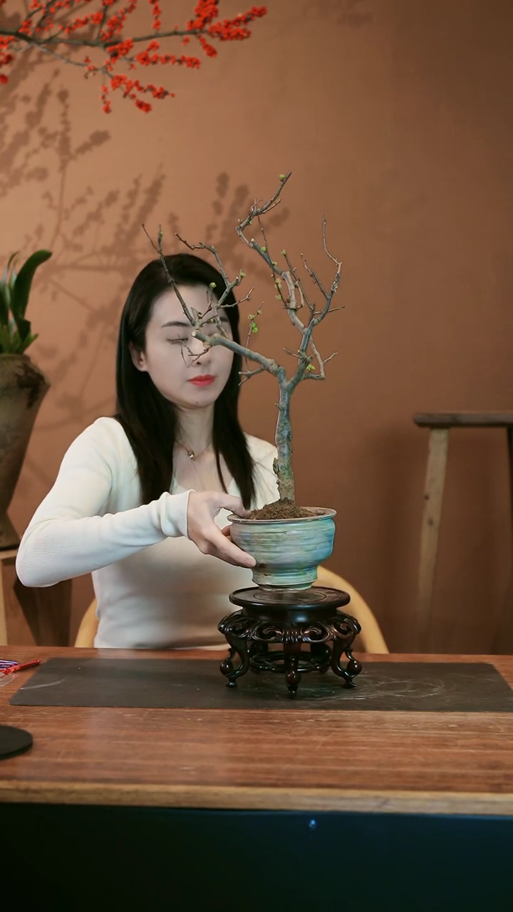 【闪购商品】盆景海棠花