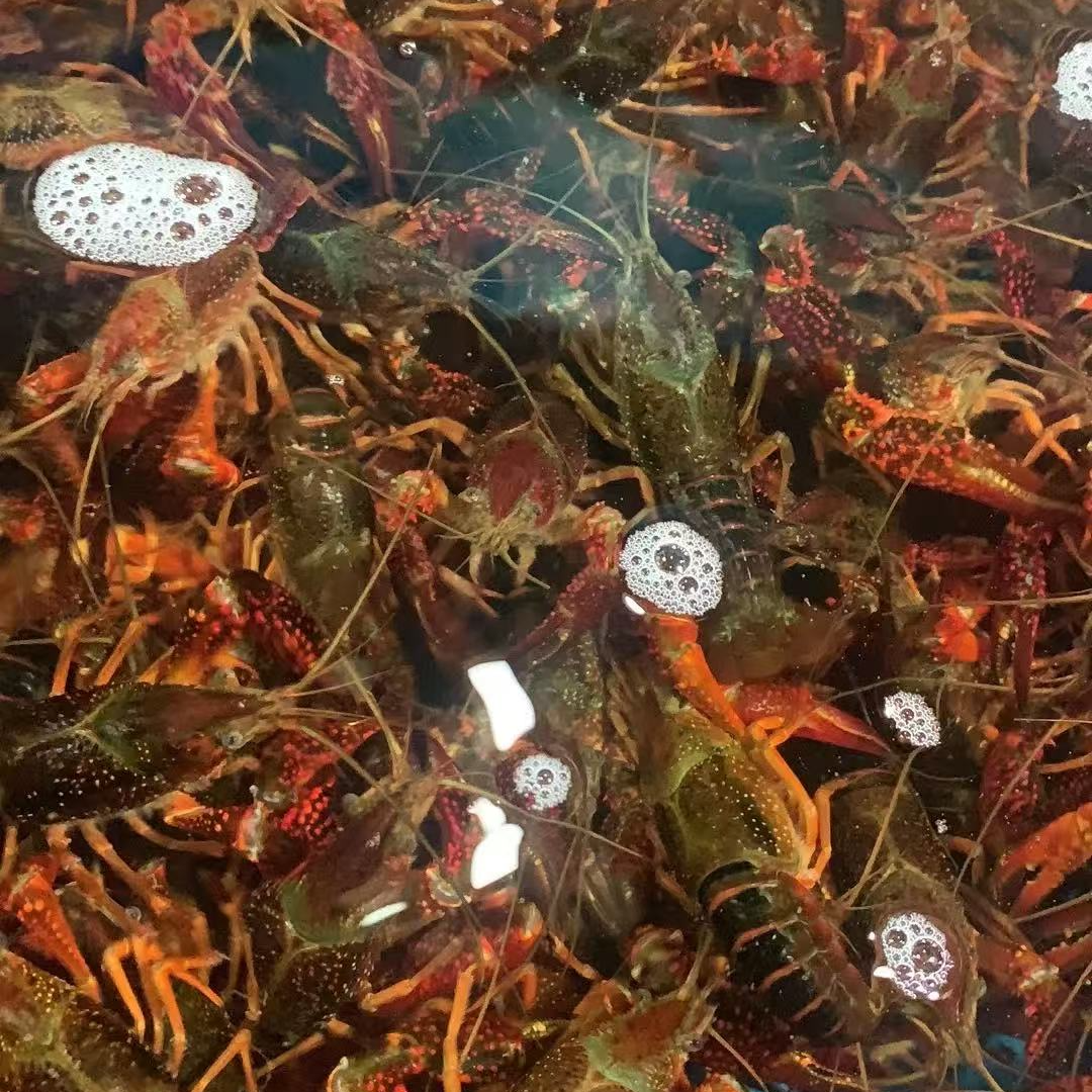 鲜活小龙虾5斤99额外赠送花甲1斤小龙虾制品小龙虾制品小龙虾制品