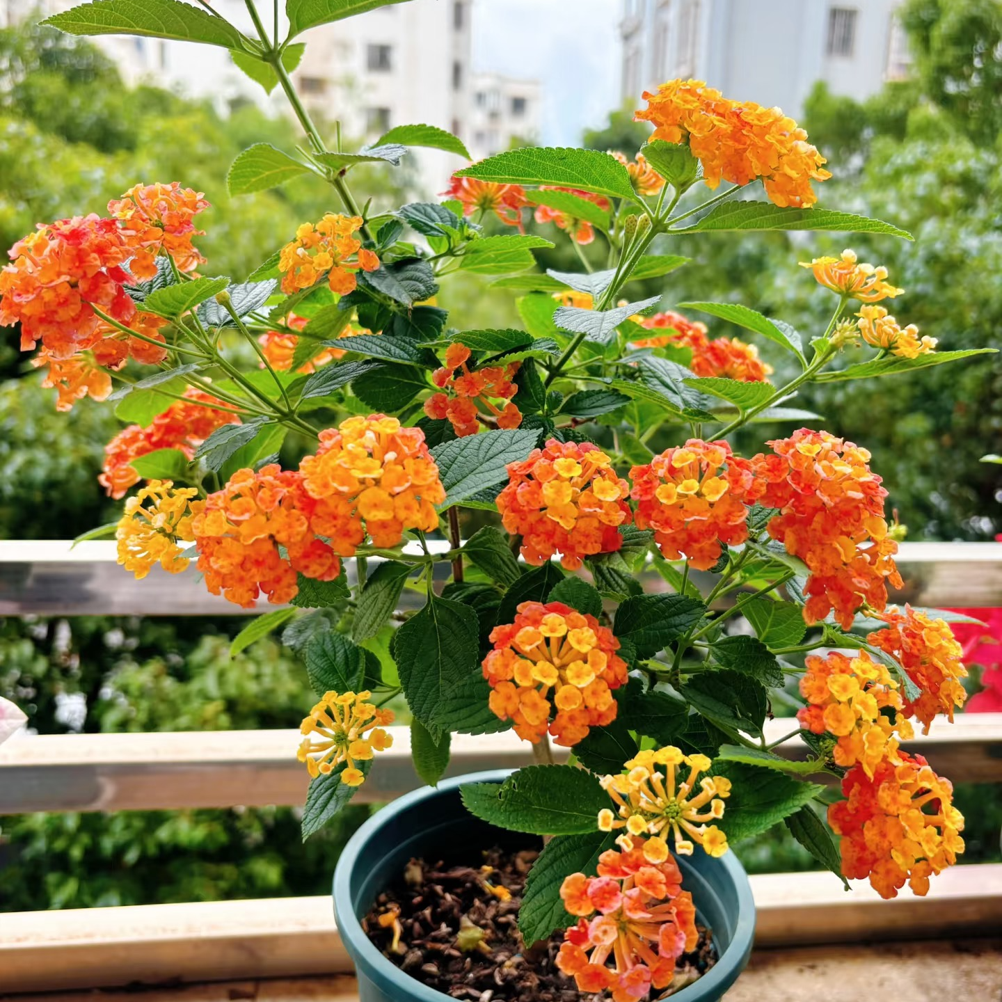 五色梅室内阳台庭院花卉绿植盆栽带花盆栽多年植物马缨花户外花园