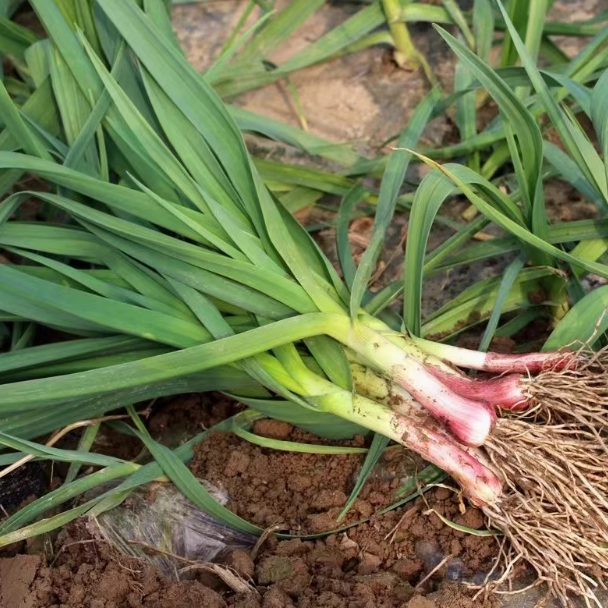 农家葱蒜  自由拼