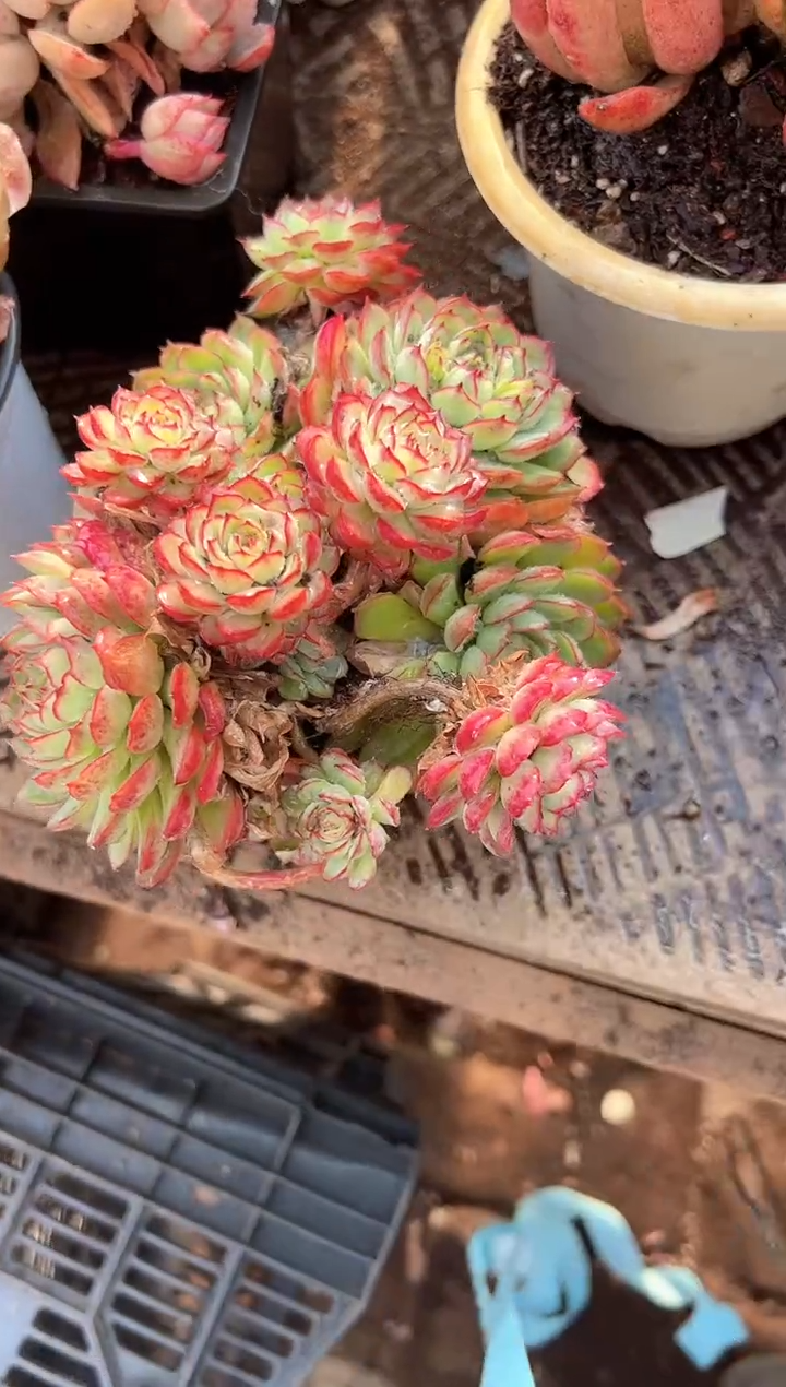 美*滋多肉植物一物一拍11241