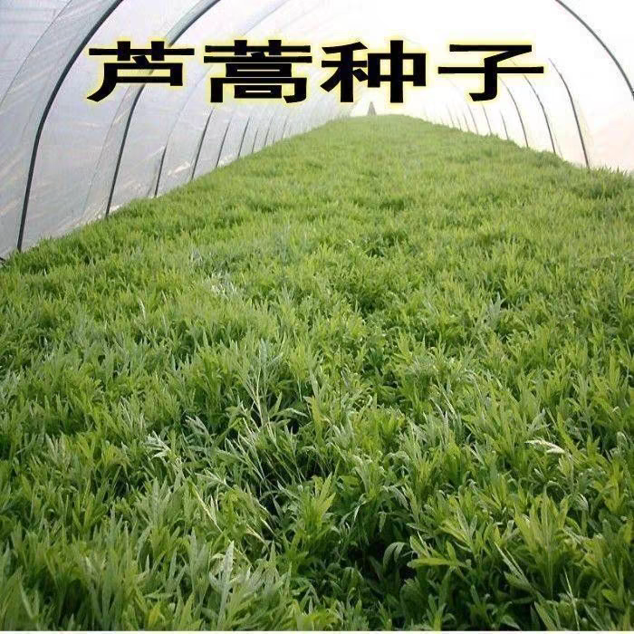【芦蒿种子】耐热耐寒藜蒿种子芦蒿籽秋播蔬菜种子阳台盆栽高杆芦蒿
