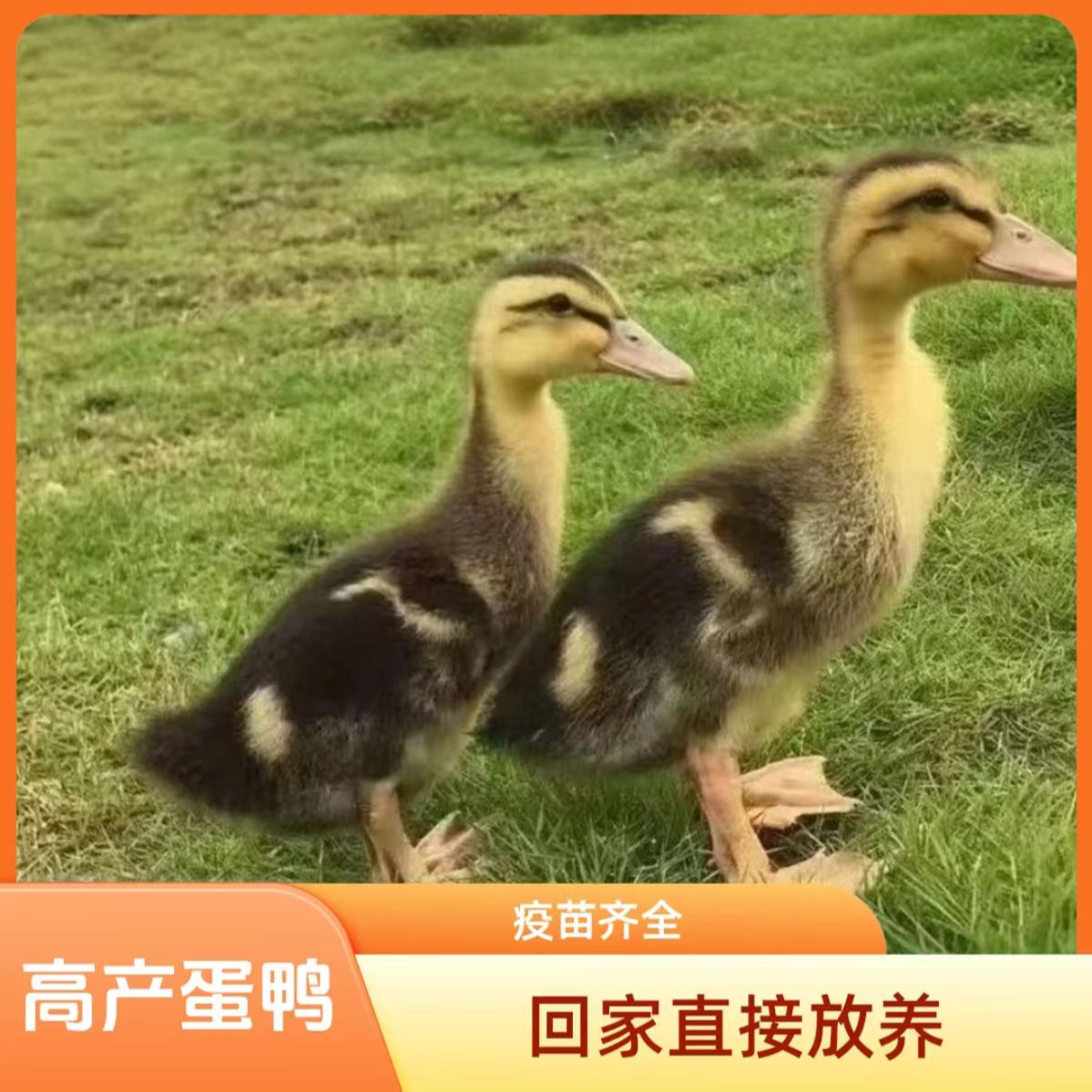 活体宠物鸭高产绿壳蛋鸭0.8斤左右发货