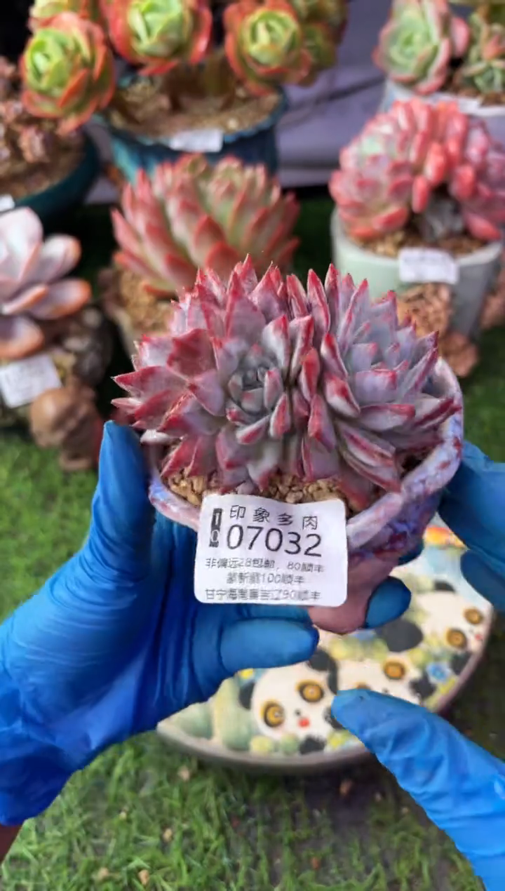 昆明印象多肉07032