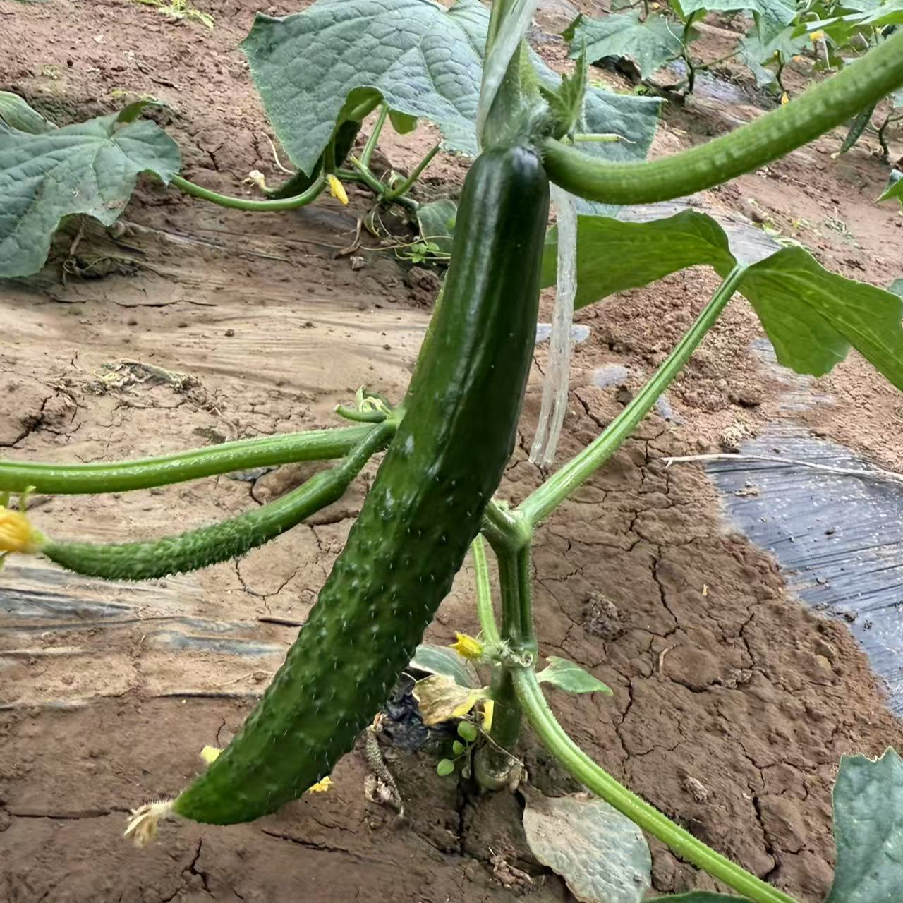 【津园生鲜】天津标榜黄瓜青瓜、绿心黄瓜、脆嫩爽口、回甘回甜4斤顺丰送货上门黄瓜