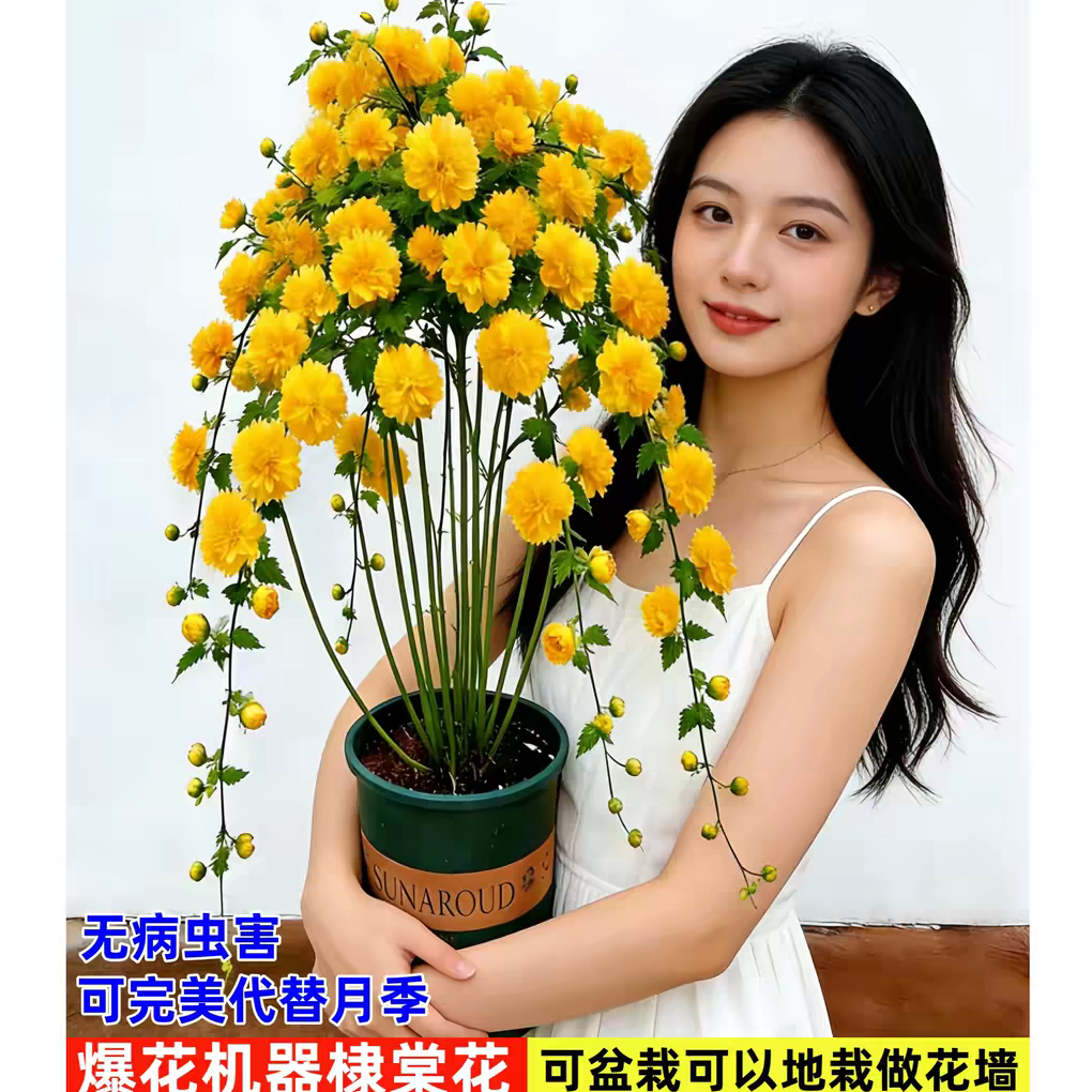 【开花机器】爆花重瓣棣棠垂吊耐寒四季花期藤本盆栽地栽四季开花商品图