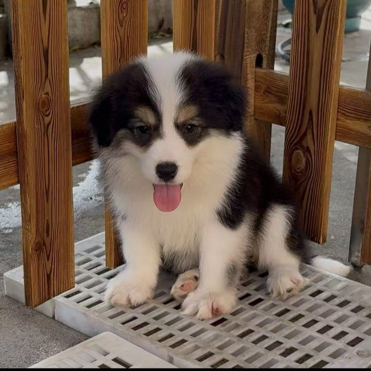 【 可乐家边牧】边牧（一物一拍）家庭可爱宠物狗狗幼犬