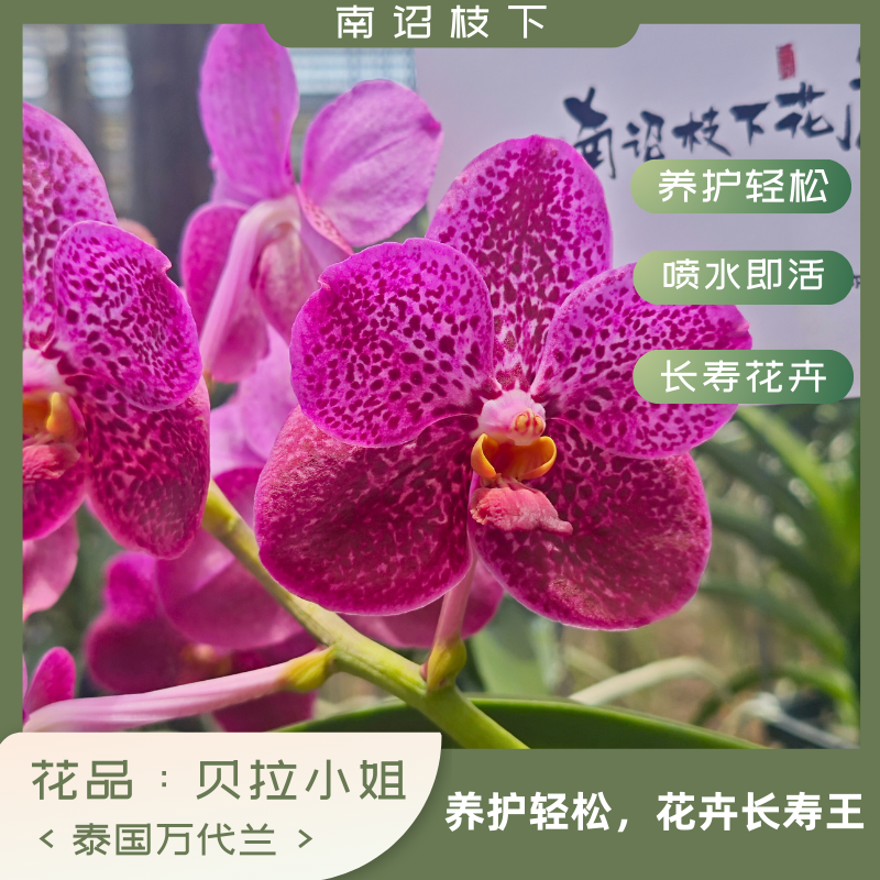 【南诏二级】泰国贝拉小姐 万代兰花大艳丽，养护难度低