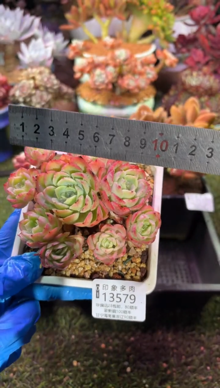 【闪购商品】13579