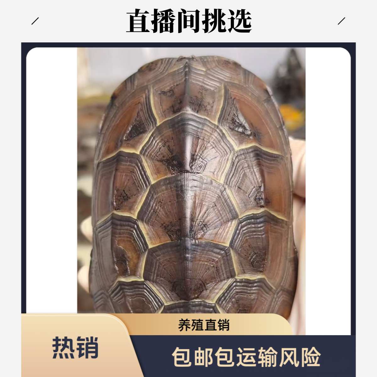 直播-外塘人工养殖中华草龟观赏龟金线龟墨龟宠物龟养殖场直销