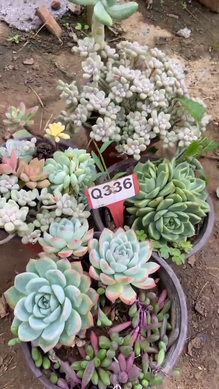 Q336多肉组合默认脱土发货