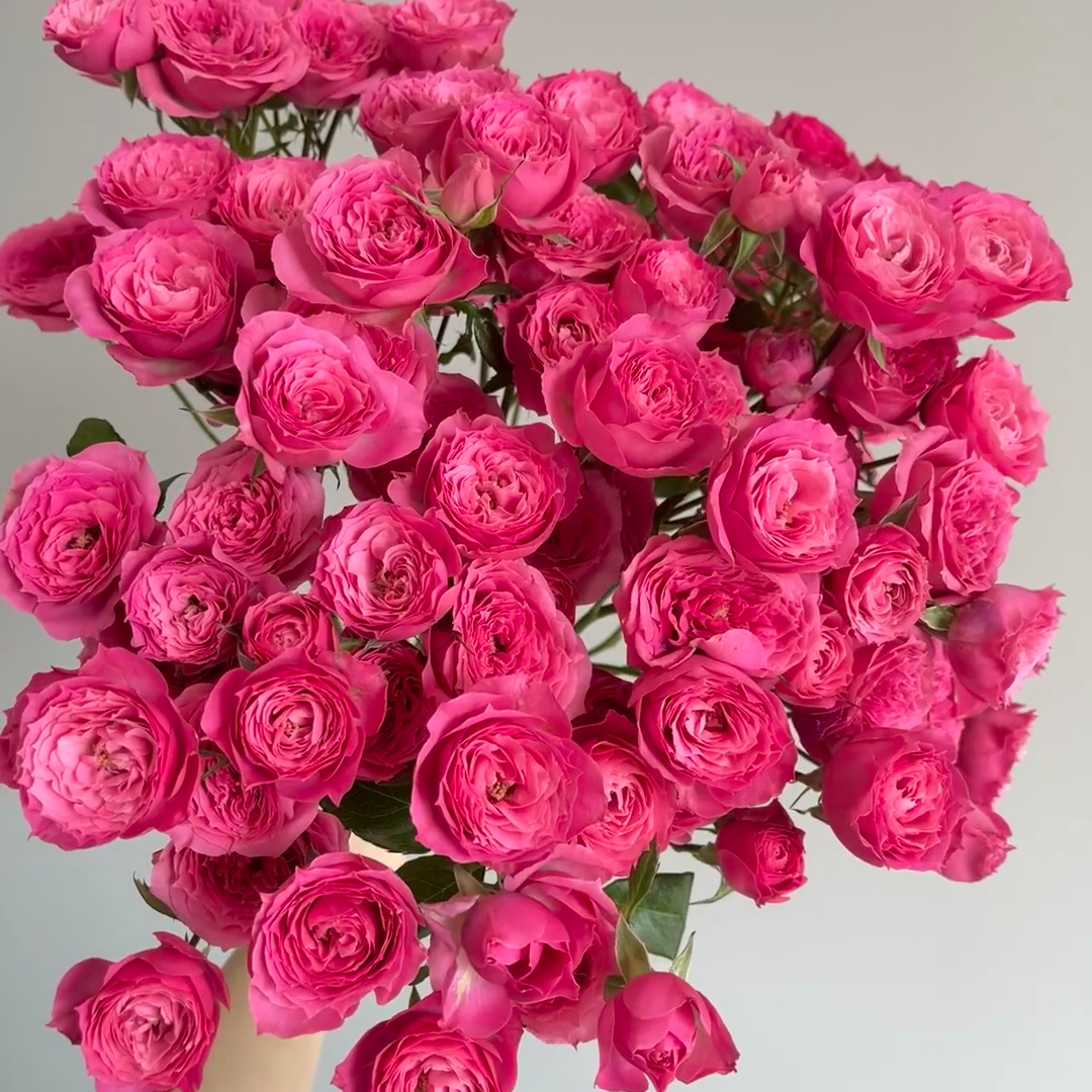 （牛家甄选）S级苏菲宝贝多头玫瑰 云南基地现采现发 一单也包邮