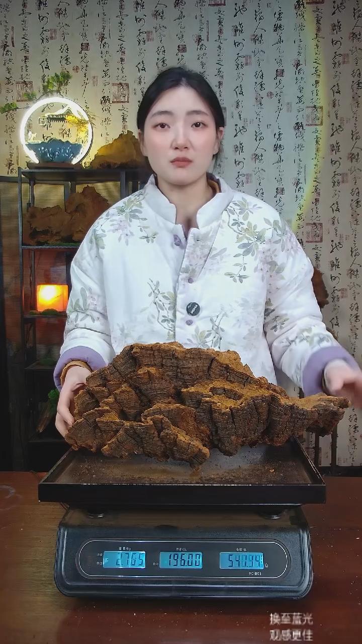 松针层孔菌中国大陆【藏区野生】松树桑黄（5.38斤）60-70年份