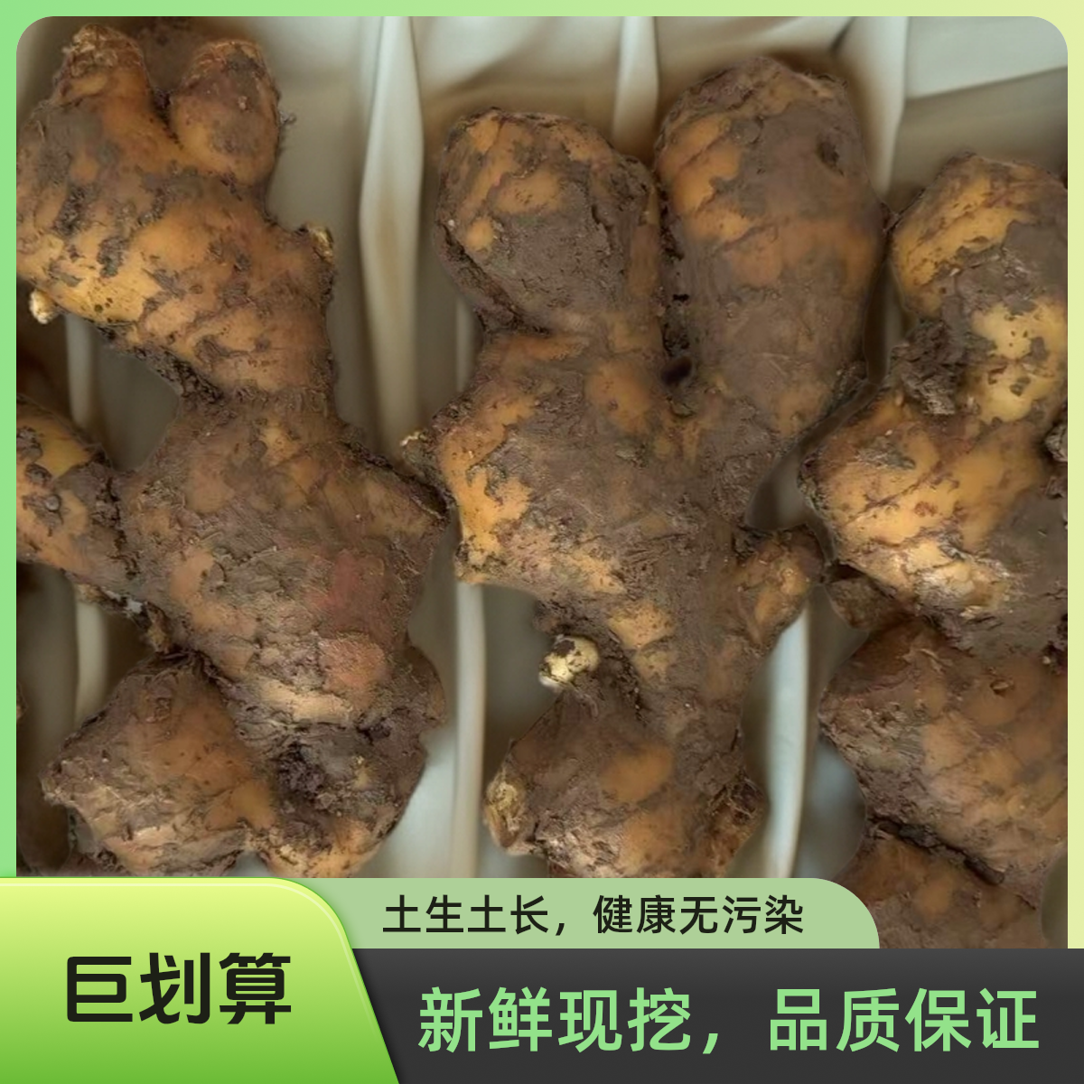 山东大黄姜 未洗带泥 生吃精选